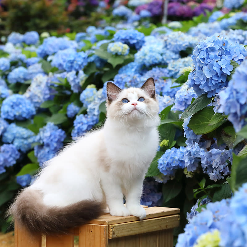 海豹雙色～貓咪與繡球花，由夢幻布偶貓舍提供