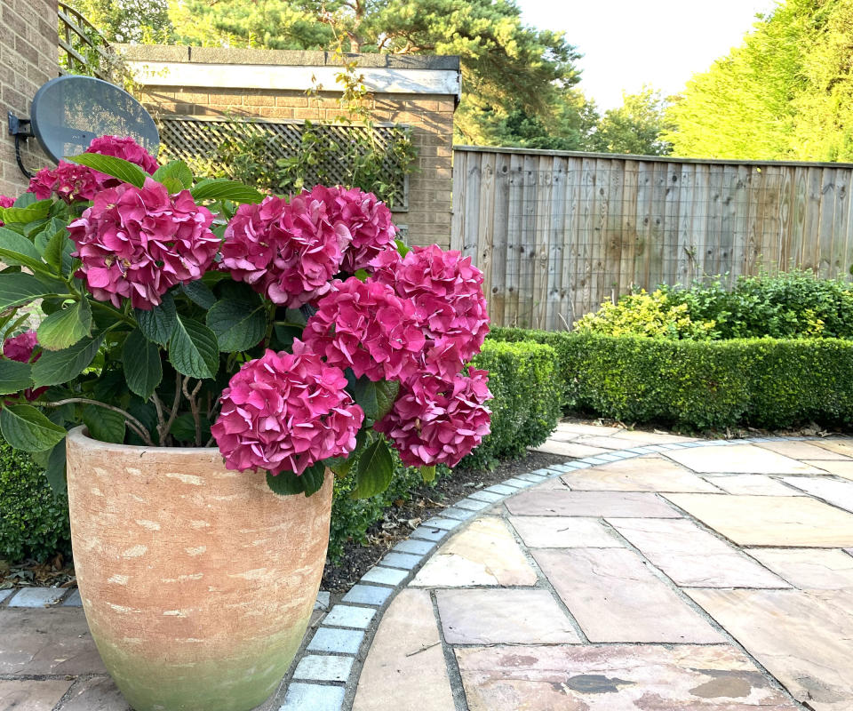 pink hydrangea in container in garden
