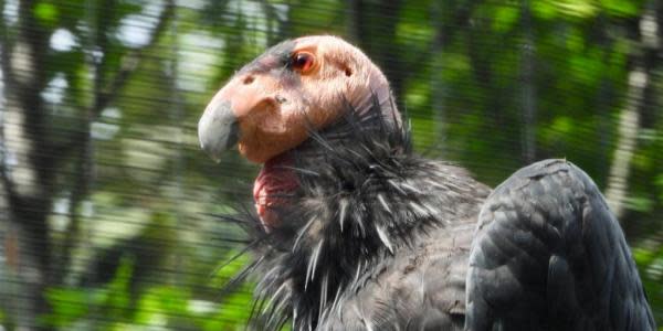 Este jueves llegan cóndores californianos a la Sierra de San Pedro Mártir