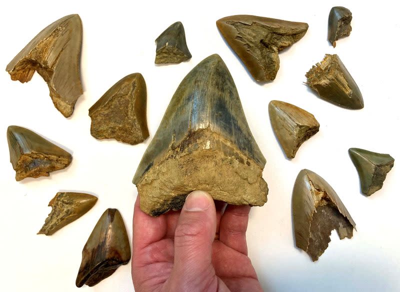 Fossil teeth of the huge extinct shark species megalodon - Otodus megalodon