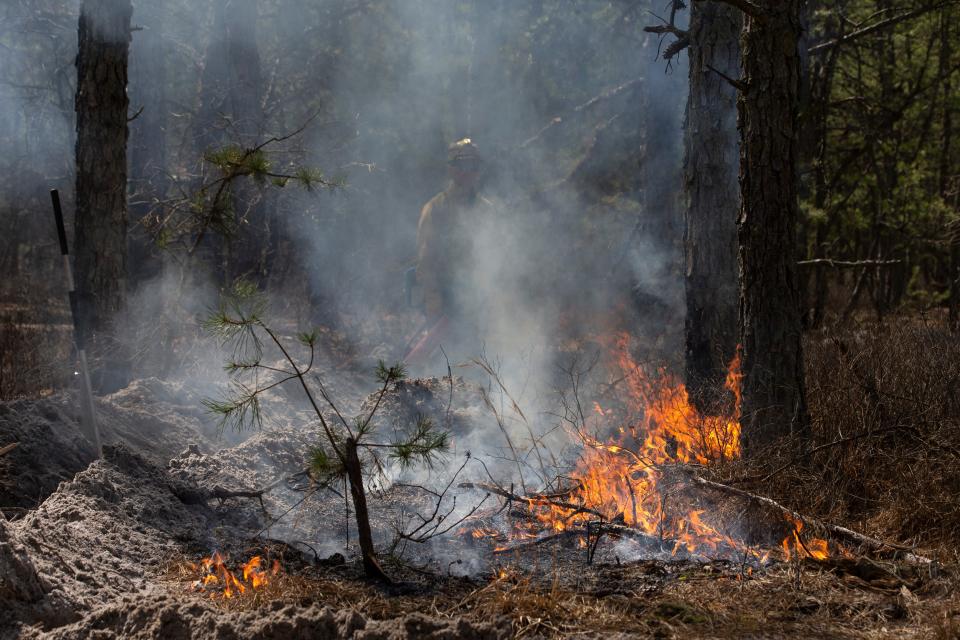 NJ Forest Fire Service members ignite the dense fuel on the ground in the area of Roosevelt City. Local and state officials join members of the New Jersey Forest Fire Service in the Roosevelt City section of Manchester Township to demonstrate a prescribed burn. This is a preventive action taken to protect people and structures in the area.   
Manchester, NJ
Wednesday, March 13, 2024