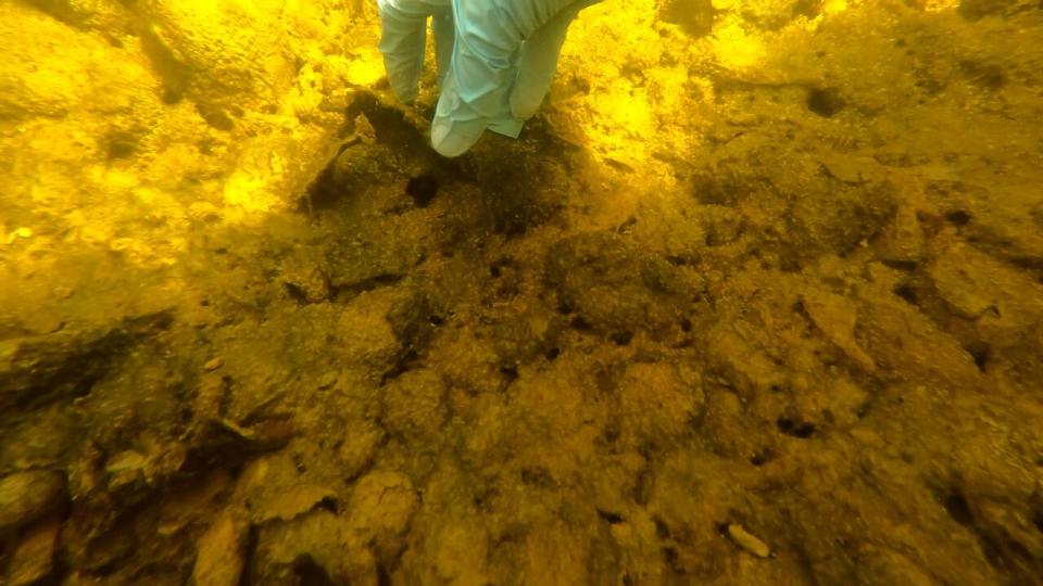 Aquatic botanist Meghann Bruce peels off mats of cyanobacteria from the rocky bottom of the St. John River. 