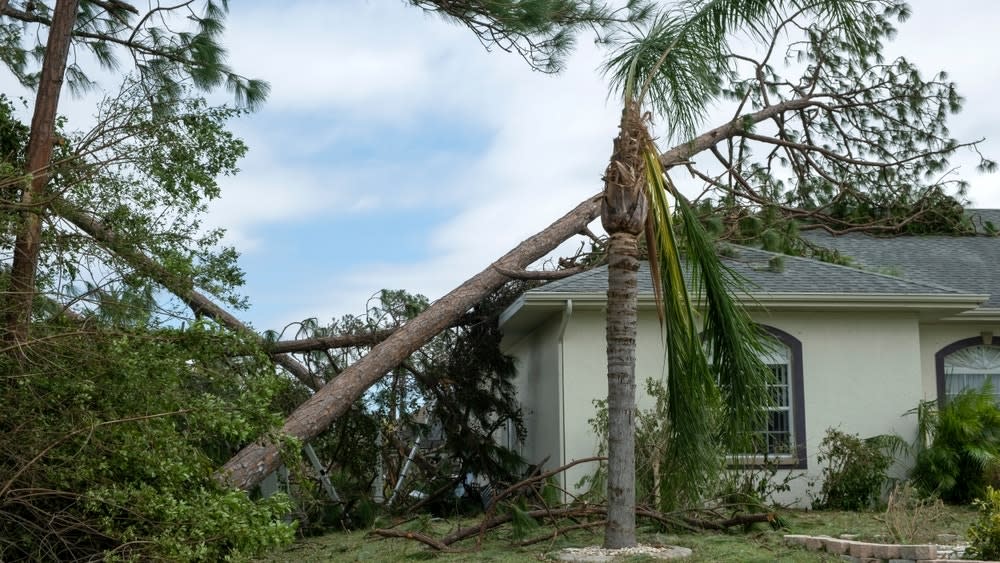 Buyers Are Lining Up To Buy Half A House For $500,000 In California After It Was Partially Destroyed By A Fallen Tree