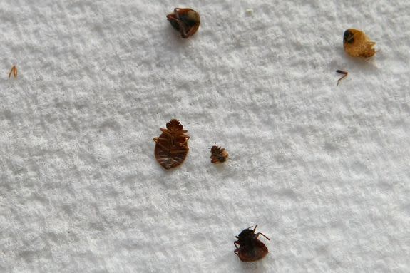 Dead bed bugs on a paper towel.