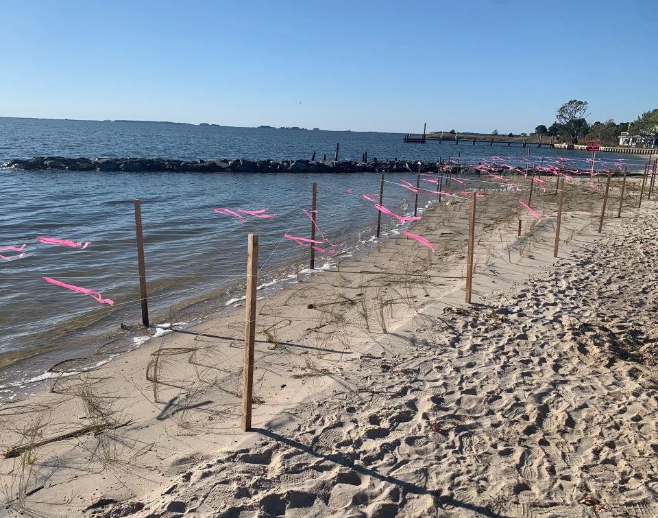 Cove Road in Wicomico County underwent beach restoration efforts including planted marsh grass in 2022.