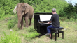 Paul Barton過去曾彈琴給大象聽。（圖片來源／擷取自YouTube）
