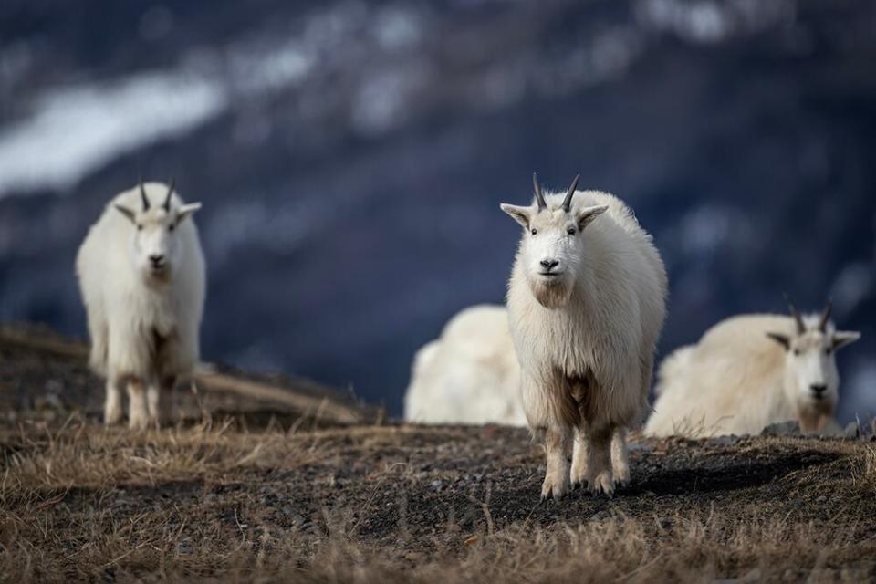 Brandon Broderick, a Windsor photographer living in Tumbler Ridge, B.C., was named Canadian Geographic Photographer of the Year. 