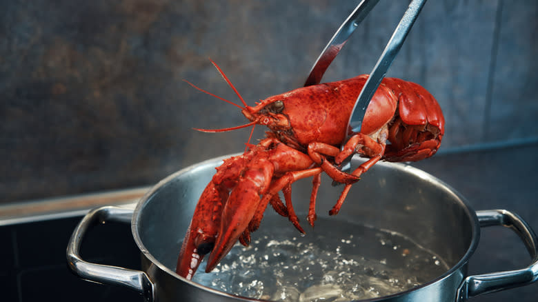 putting lobster into boiling water