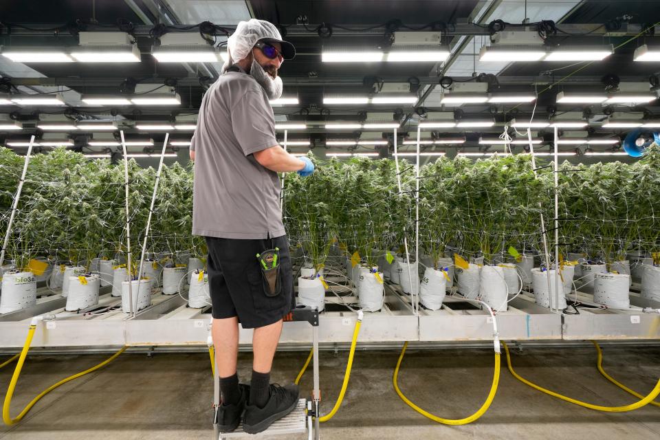 PharmaCann employee Paul Kemmer trims cannabis plants inside the company's cultivation and processing facility at Buckeye Lake. Plants are thinned to encourage them to grow up toward the grow lights. If the buds have more space around them, the flower blooms will be larger.