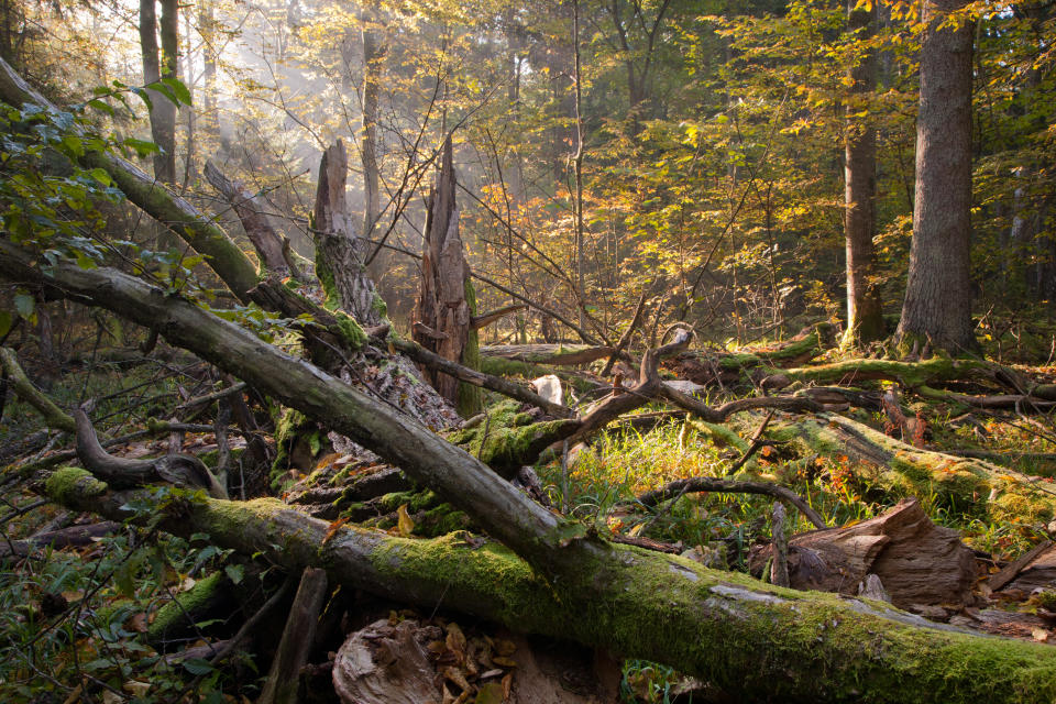 Parque nacional de Bialowieza