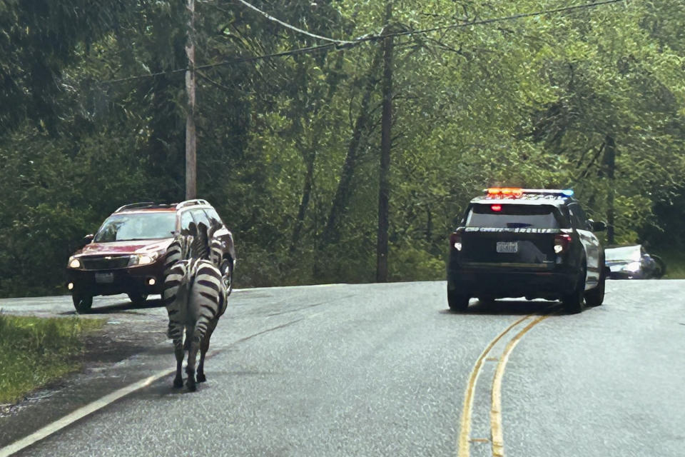 This image provided by the Washington State Patrol shows zebras that got loose Sunday, April 28, 2024, when the driver stopped at the Interstate 90 exit to North Bend, Wash., to secure the trailer in which they were being carried. The Washington State Patrol said the four zebras made their way to the town before three were capture, and the fate of the fourth was not immediately known. (Rick Johnson/Washington State Patrol via AP)