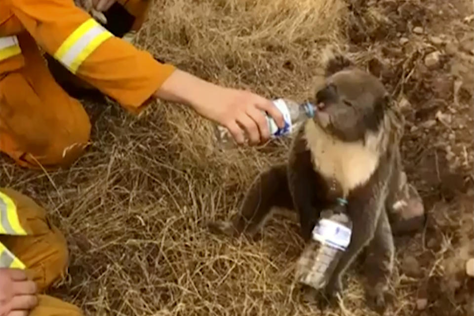 Imagen del video tomado el 22 de diciembre de 2019 y proporcionado por Oakbank Balhannah CFS, un koala bebe agua de una botella que le dio un bombero en Cudlee Creek, Australia del Sur. (Oakbank Balhannah CFS vía AP, Archivo)