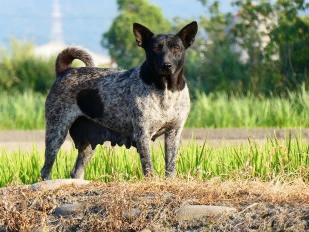 ▲未絕育的母犬一年可生育2-3次每次平均可生6-8隻幼犬。（圖／台灣之心愛護動物協會提供）