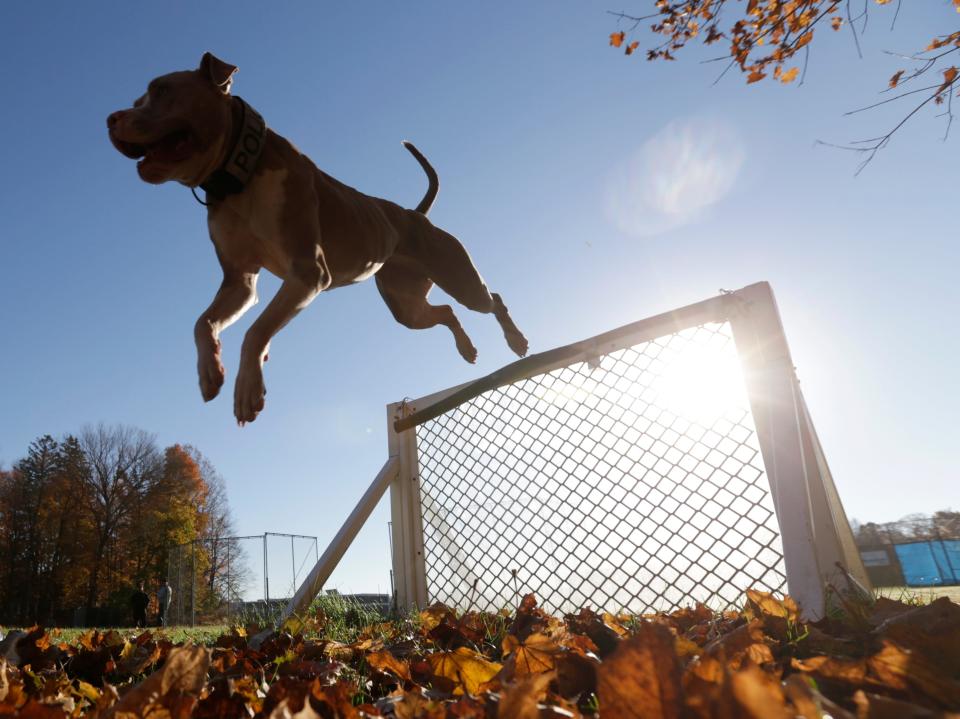 A pit bull dog. Some Iowa localities continue to have ordinances that specifically regulate the breed as dangerous, though dog advocates say any dog can be problematic in the hands of an irresponsible owner.