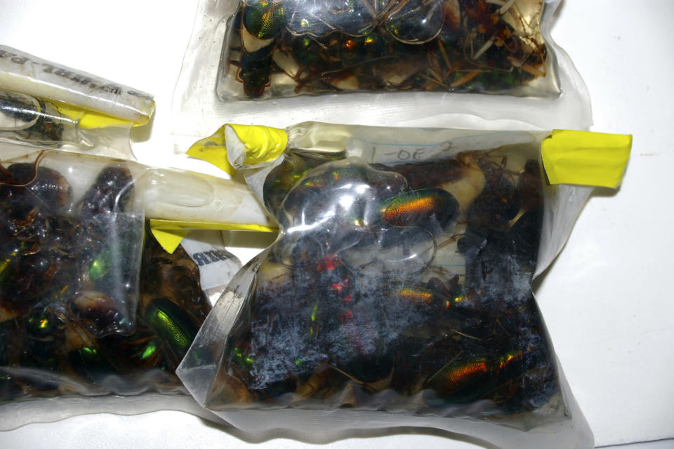 Native Australian beetles which were seized by customs officials are seen in this handout photo April 10, 2008. Two men from the United States have been arrested and charged with trying to smuggle about 1,300 native beetles out of Australia in empty yoghurt containers, Australian Customs officials said on Thursday. The men, aged 62 and 63, were detained at Perth airport in the Western Australia state after customs officers found up to 1,000 tiger beetles hidden in one of set of luggage, and more than 300 beetles in another case. REUTERS/Australian Customs/Handout (AUSTRALIA).