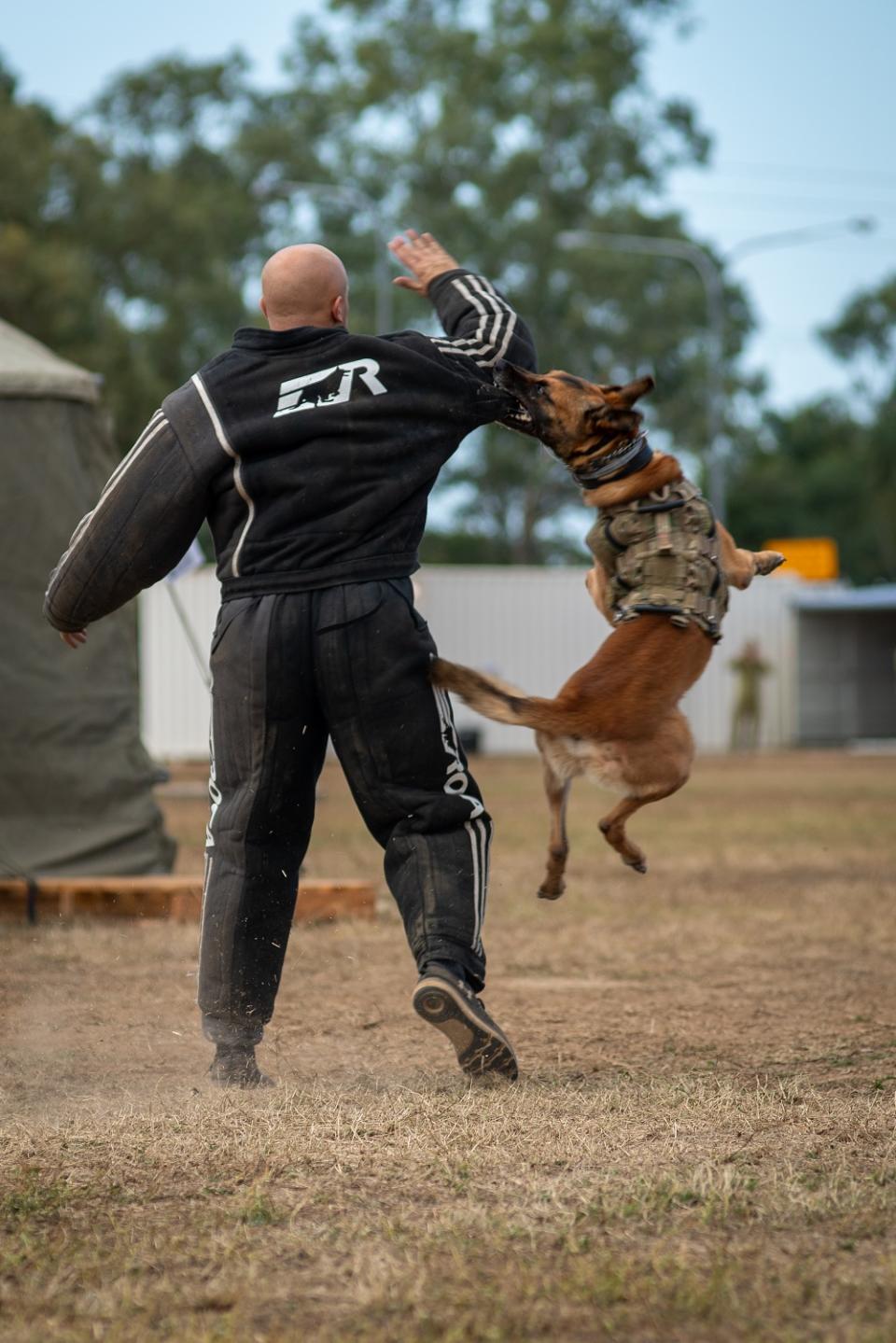 美澳「護身軍刀(Talisman Sabre)」軍演，澳洲陸軍軍犬「阿帕奇」展現「擊殺」的強悍攻擊力。   圖：翻攝Talisman Sabre推特