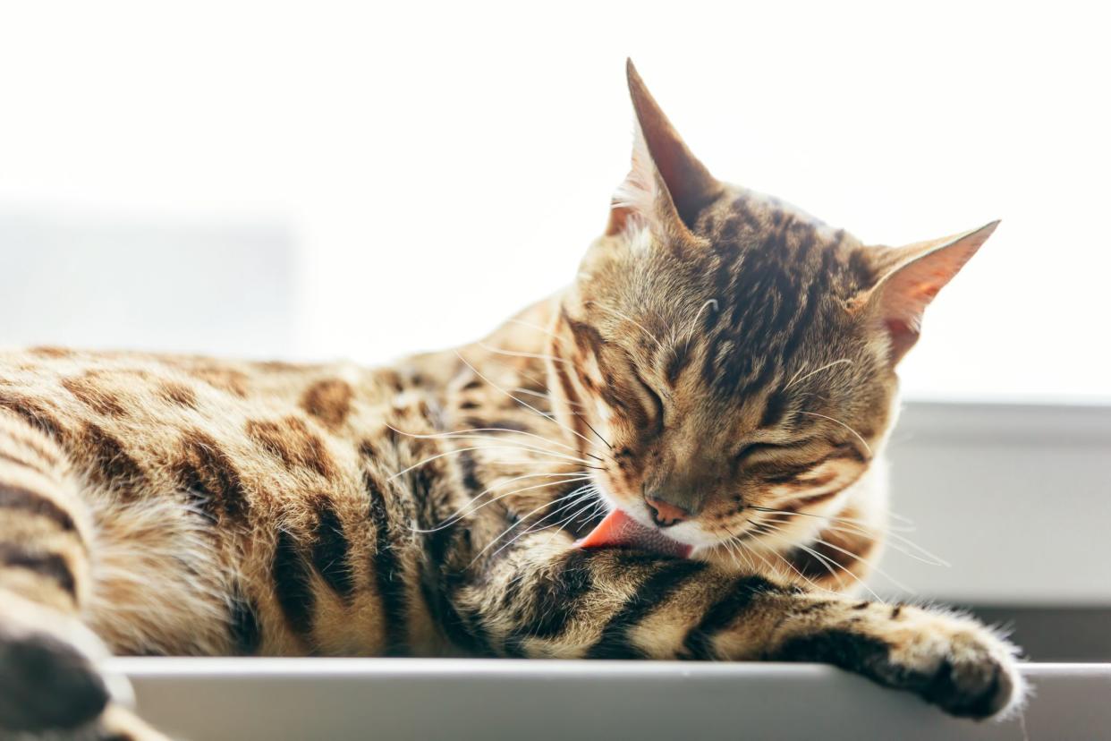 Cat grooming himself cleaning his fur while resting on window sill. Bengal cat