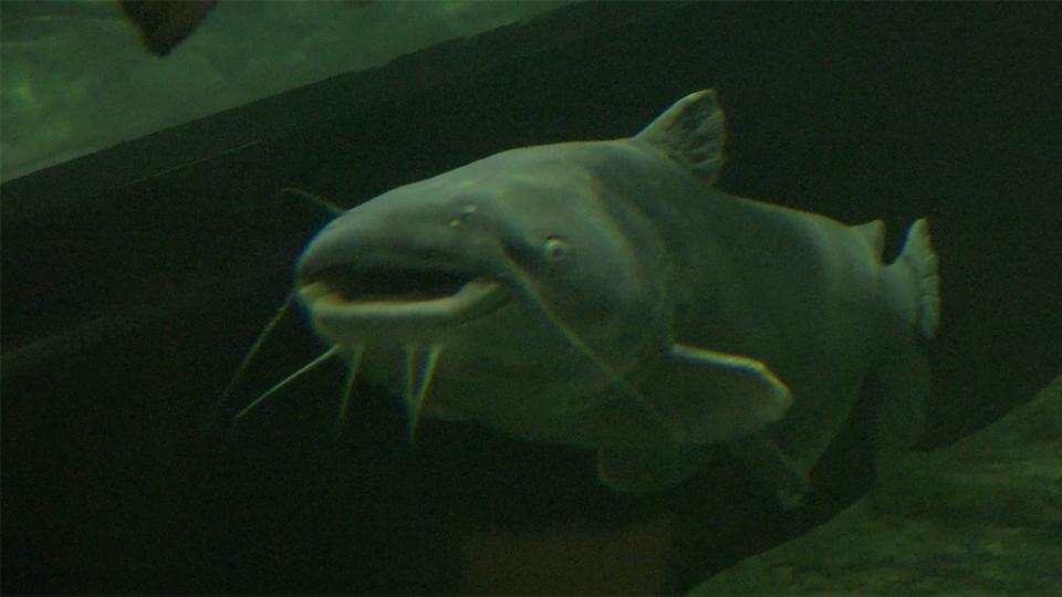 <div>Blue catfish are big, fast predators that spread quickly and can tolerate salinity. Now in all Maryland’s major rivers, blue cats are preying on and outcompeting native fish. Photo by Winn Brewer, DNR</div>