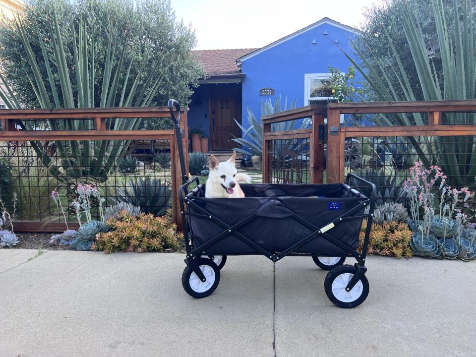 Gino loves wagon rides around the Mar Vista neighborhood of Los Angeles. “His is a life of luxury at this point. He has been retired a very long time,” Alex Wolf tells TODAY.com. (Courtesy Alex Wolf)