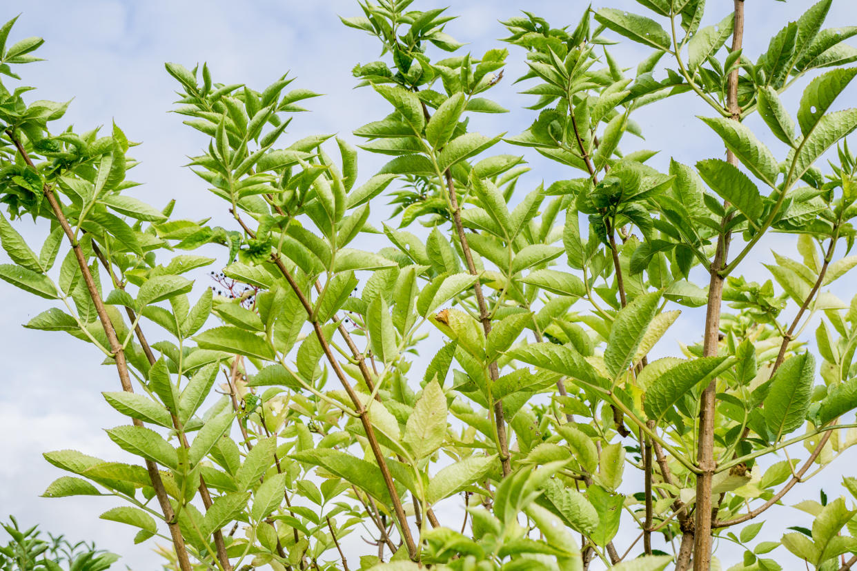 Elder tree in leaf 