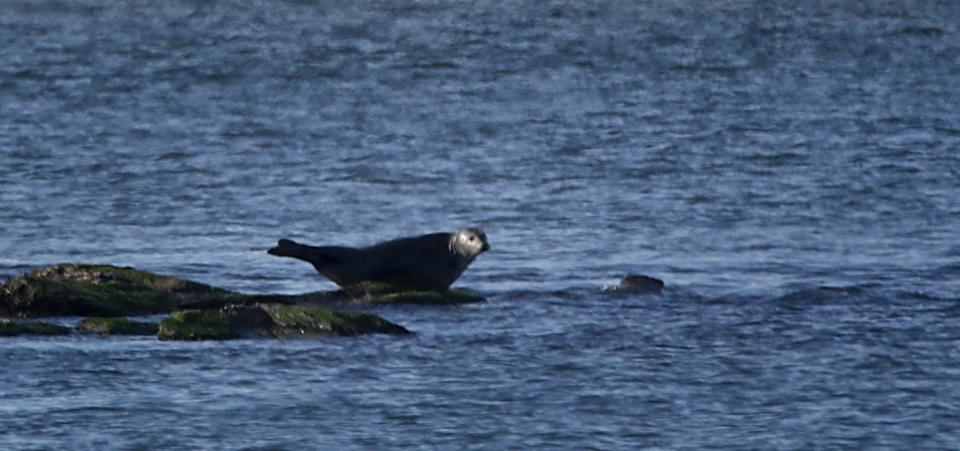 A harbor seal chills on a rock.