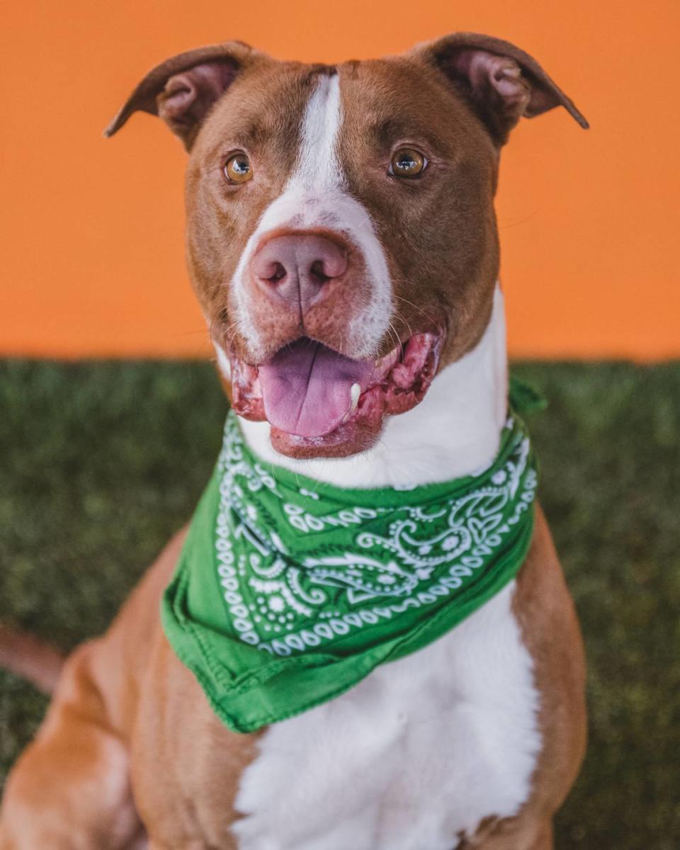 Bolo #A2375604 the amazing 2-year-old terrier mix who’s been at the shelter since July 2022. Bolo is an absolute bundle of joy and energy. He’s always up for a game of fetch or playful romp in the park. Plus, he’s a big fan of treats and will do just about anything for a tasty snack. So if you’re looking for a playful and loving companion to brighten up your life, Bolo is the perfect match for you. Adopt him today and let the fun and sweetness begin!