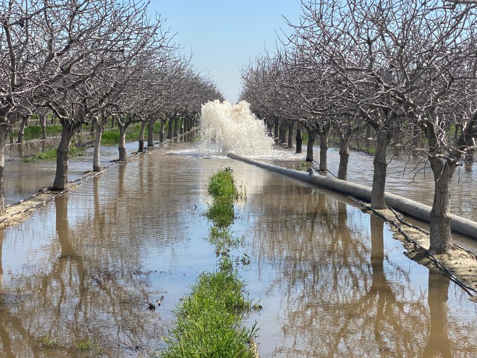 Water gushing from a pipe to flood a pistachio orchard owned by California farmer Don Cameron on March 18. As the massive snows of the winter of 2022-2023 begin to melt, the north fork of the Kings River that runs alongside his farm is brimming. He is pumping 70,000 gallons of water a minute into his fields to flood them, allowing the water to soak deep into the earth and recharge the underground aquifers he relies on to irrigate in dry years.