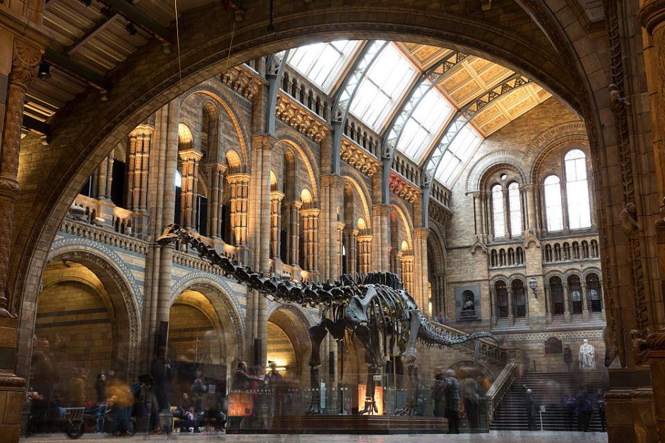 giant dinosaur skeleton inside natural history museum