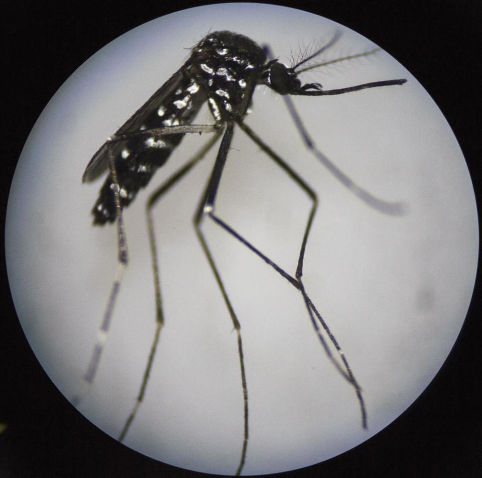 An adult female mosquito seen under a microscope.