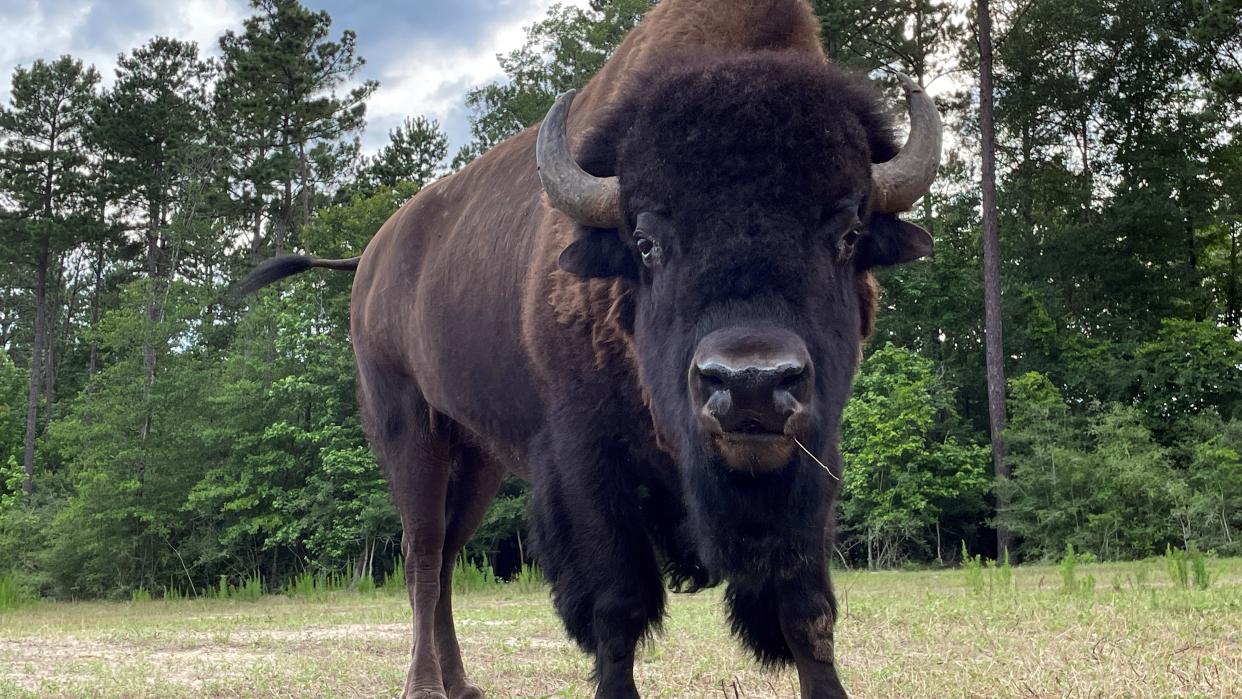  Bull bison facing forward. 