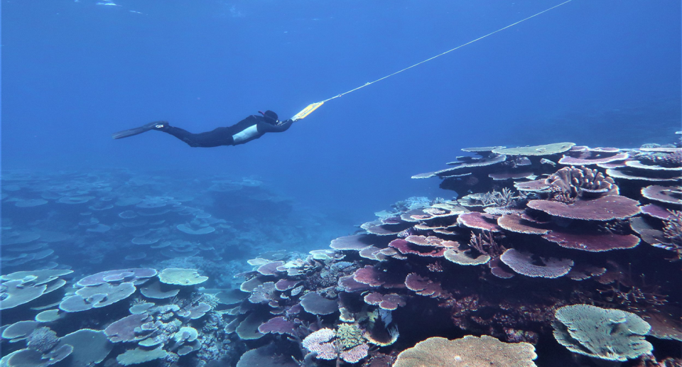 Great Barrier Reef monitoring has been underway for 36 years. Source: AIMS