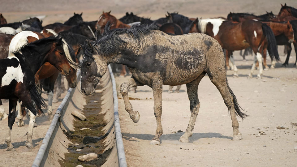 Wild horses gather at an empty watering trough on July 9, 2021, near U.S. Army Dugway Proving Ground, Utah. The trough would normally be fed by a spring, but sometimes has run dry as the U.S. West remains in the grip of a megadrought. The federal government says it must round up thousands of wild horses to protect the parched land and the animals themselves, but wild-horse advocates accuse them of using the conditions as an excuse to move out more of the iconic animals to preserve cattle grazing. (AP Photo/Rick Bowmer)