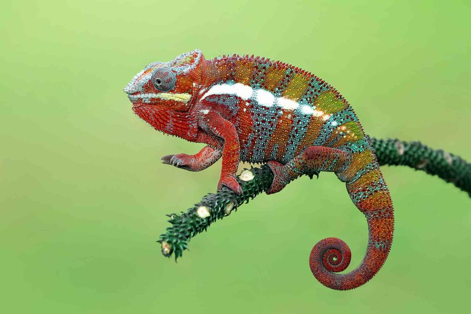 <p>Getty Images/kuritafsheen</p> Panther chameleons are elegant and vibrant.