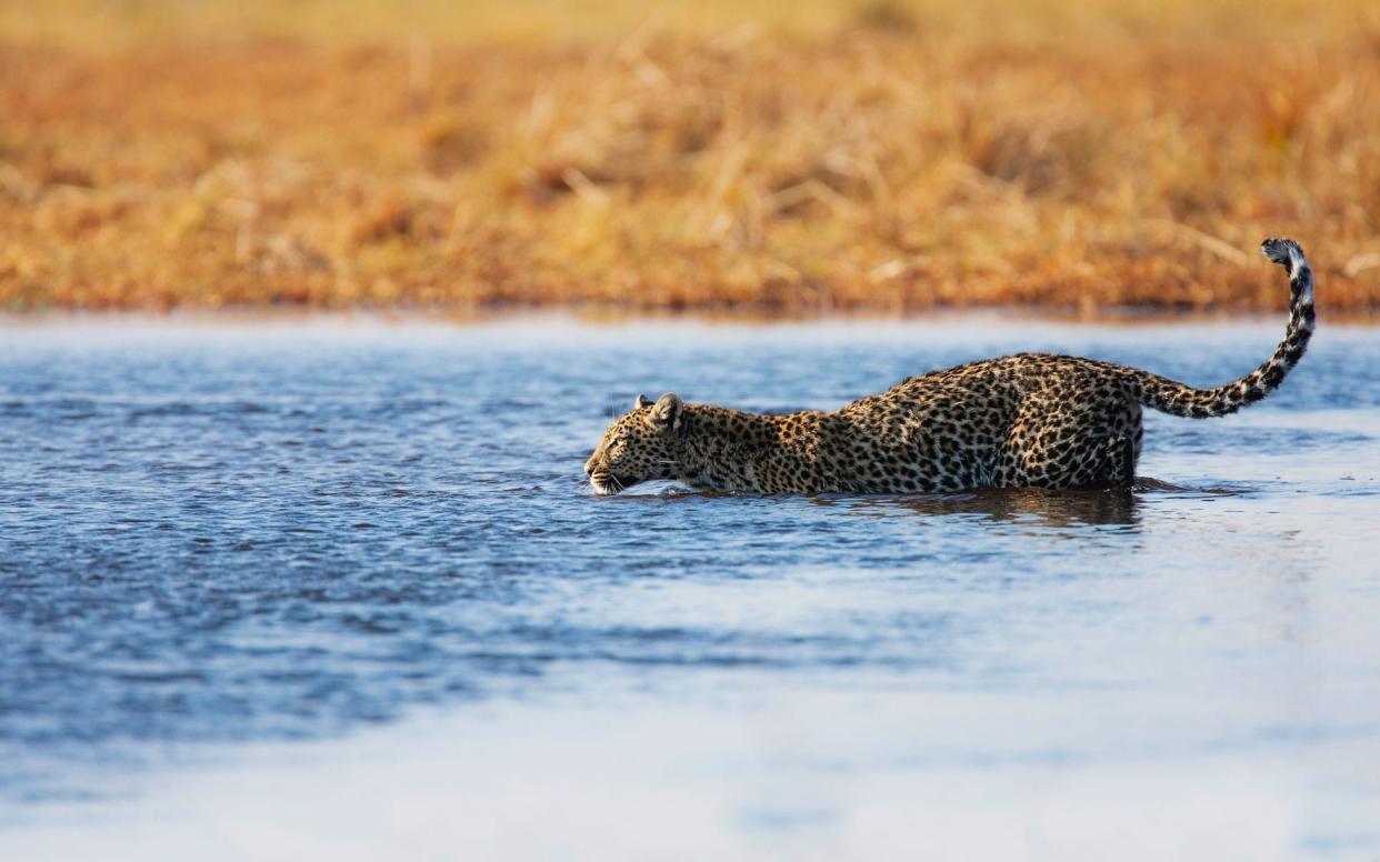 Leopards in Botswana have adapted to their challenging environment - This content is subject to copyright.