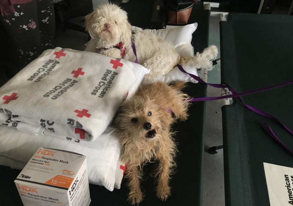 Sandy Wahl's dogs at the Thousand Oaks Teen Center. (Photo: Jessica Schulberg/HuffPost)