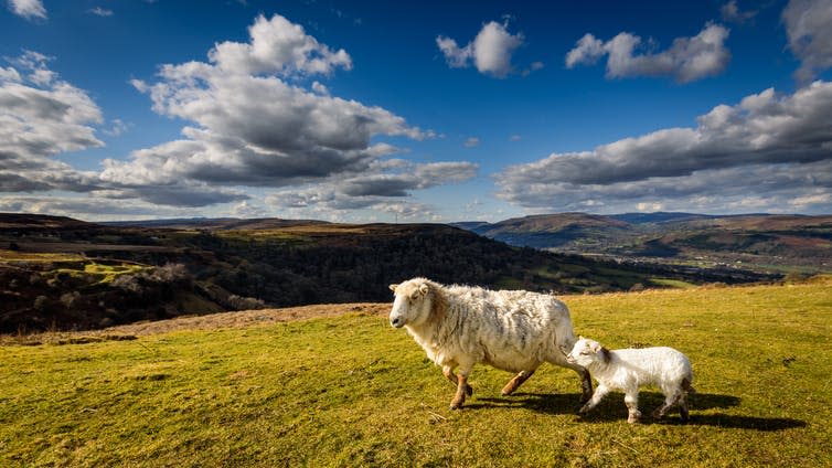 <span class="caption">Wales’s rural economy and geography are particular challenges.</span> <span class="attribution"><a class="link " href="https://www.shutterstock.com/image-photo/sheep-lamb-close-welsh-countryside-brecon-1061381270?src=d3a9df2a-f3c5-4b44-bc83-803d528ed3b0-1-5" rel="nofollow noopener" target="_blank" data-ylk="slk:steved_np3/Shutterstock;elm:context_link;itc:0;sec:content-canvas">steved_np3/Shutterstock</a></span>