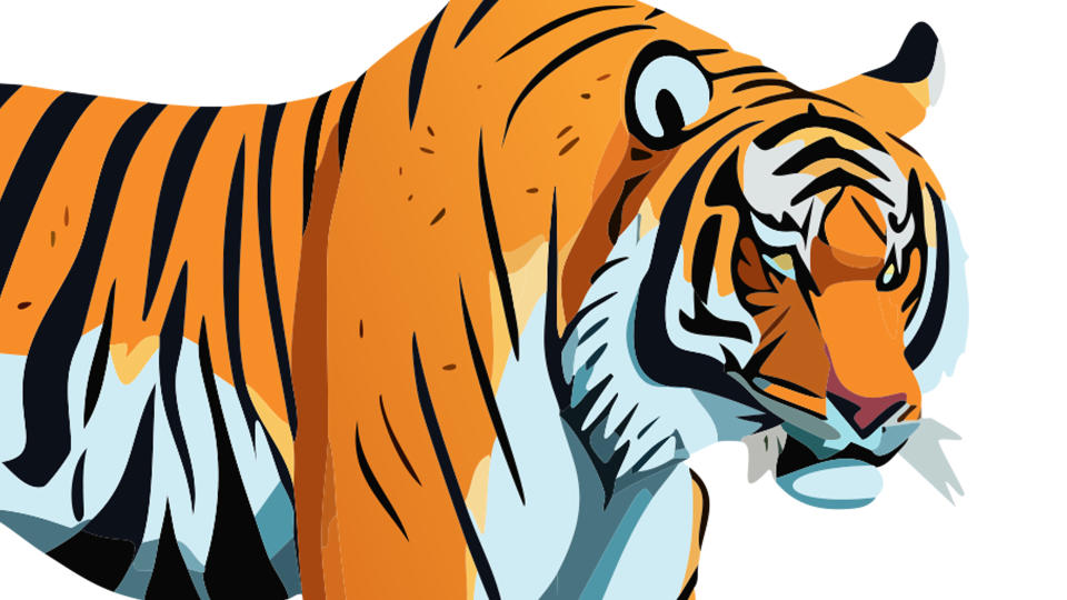 Tiger Illustration in Adobe Illustrator 2024