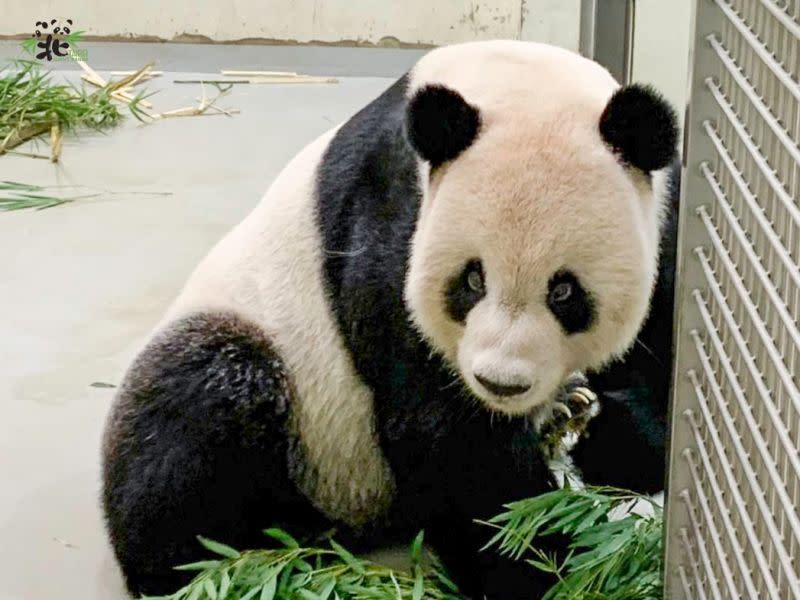 ▲動物園將設置專區，希望藉由大家的守護與陪伴，讓團團一路平順。（圖／台北市立動物園）