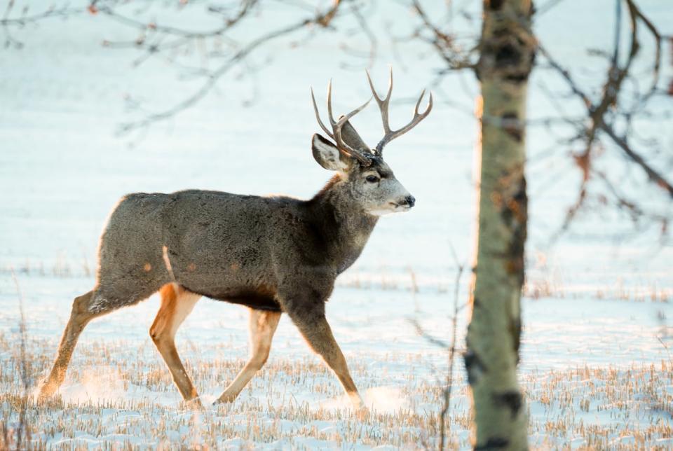 A mule deer buck. (Jeff McIntosh / The Canadian Press - image credit)