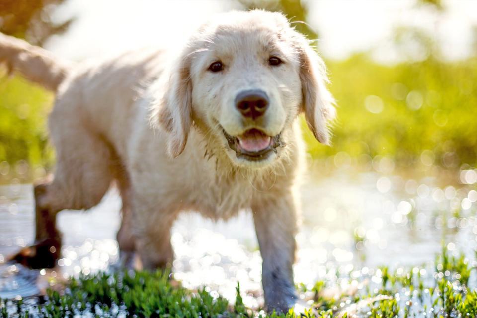 puppy in the mud; dogs act like teenage humans