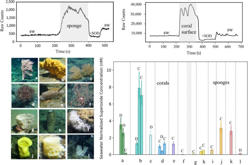 科學家們在不同種類的海綿和珊瑚表面附近發現了超氧化物的蹤跡，並且用圖表展示了它們不同的濃度水平。這些測量是在潛水艇「阿爾文號」的深海潛水過程中完成的。（圖／《PNAS Nexus》）
