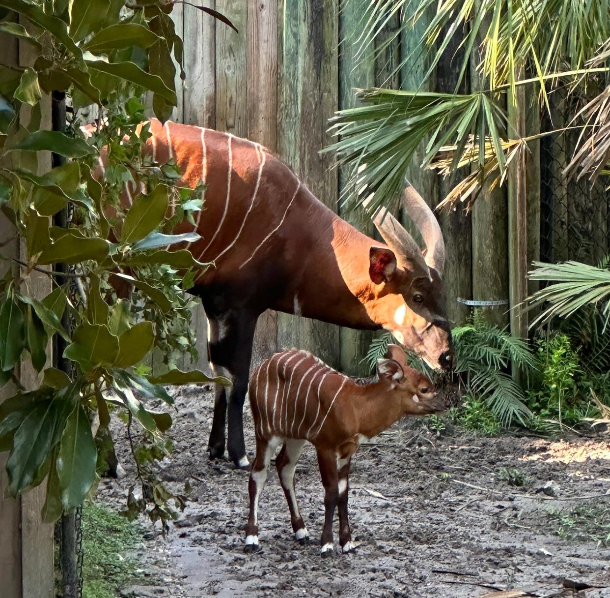 Eastern bongo calf Kimani, born June 25 at the Jacksonville Zoo and Gardens, is under the watchful eyes of her father, Mickey.