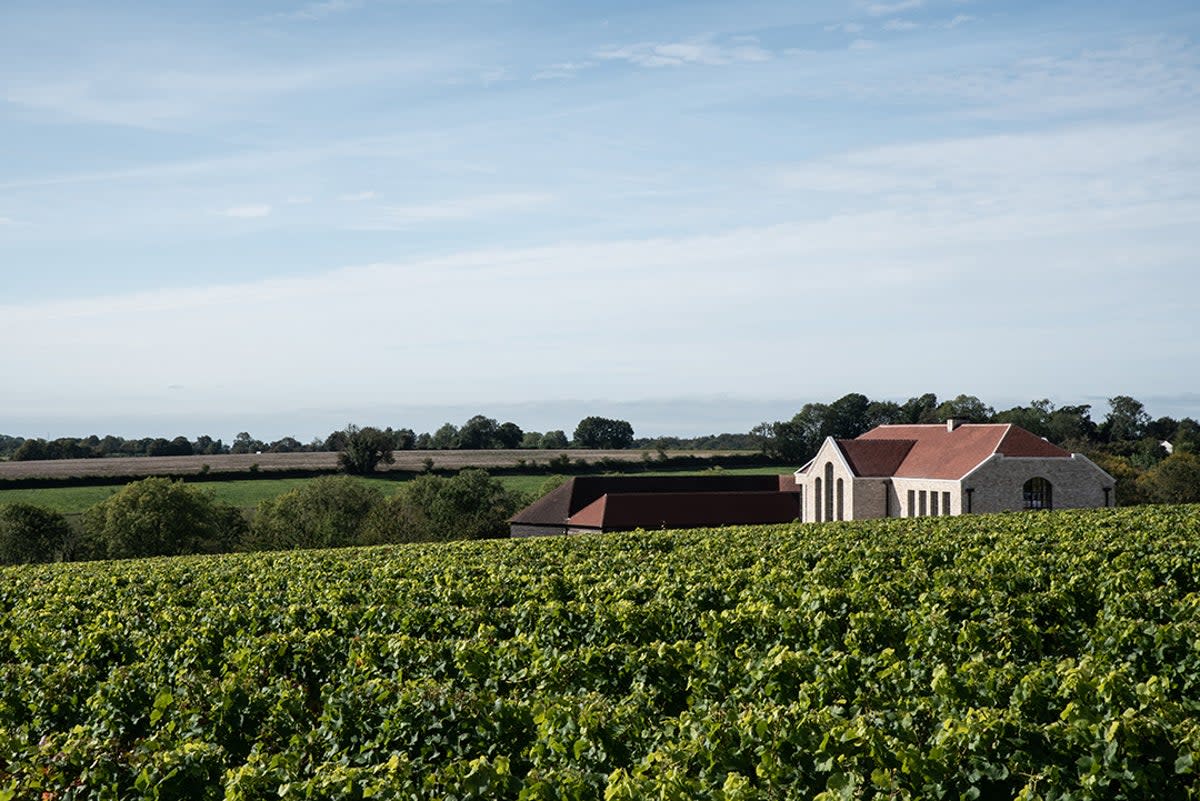 Autumn is an ideal time of year to visit wine estates like Exton Park in Hampshire  (Exton Park)