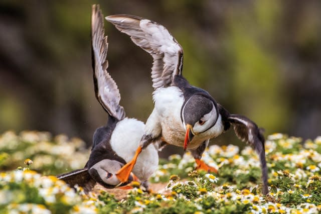 British Wildlife Photography Awards 2016