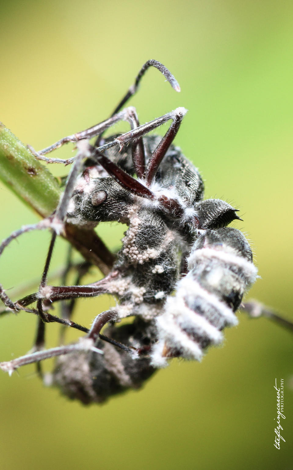 Ants infected by the Ophiocordyceps unilateralis fungus along the Rail Corridor in Singapore. (Photo: Elmer Gono)