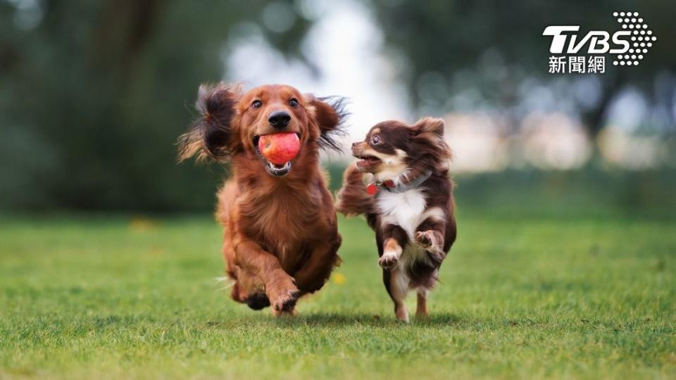 不少飼主會買玩具與寵物一起玩耍。（示意圖／shutterstock達志影像）