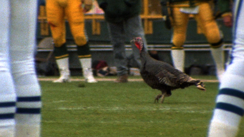 A turkey runs across Lambeau Field during the Green Bay Packers' game against the Indianapolis Colts on Nov. 13, 1988. The wild turkey was released on the field by a fan in the stands.