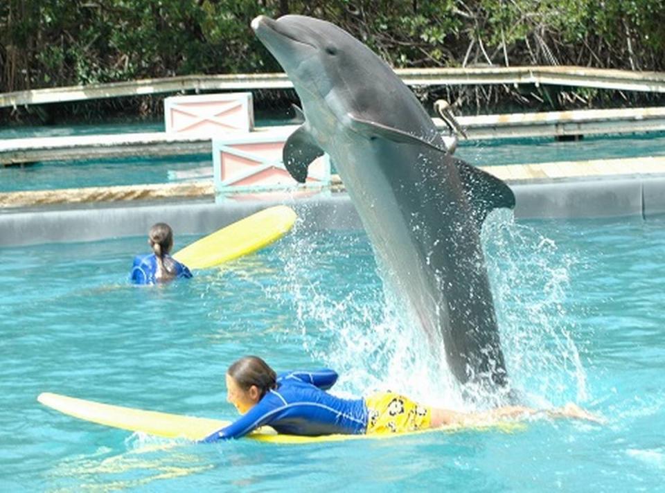 Delfines con sus entrenadores en Miami Seaquarium.