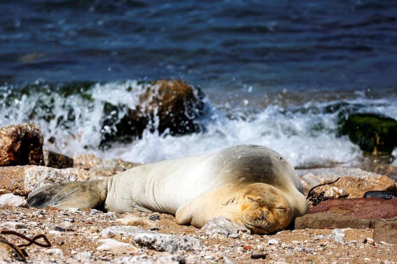 A female endangered Mediterranean monk seal visits the shore of Jaffa