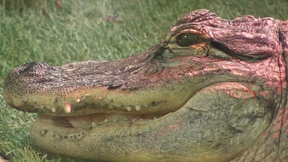 An alligator at The Exotic Pet Refuge in Lincolnshire